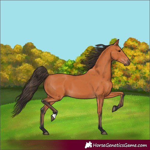 Horse Color:Bay 