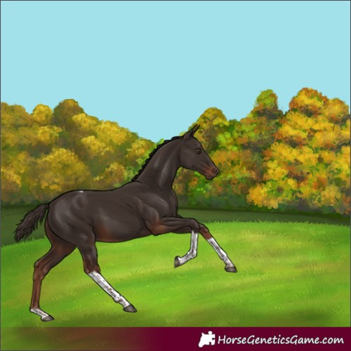Horse Color:Liver Chestnut Tobiano 