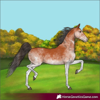 Horse Color:White Spotted Bay 