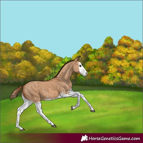 Horse Color:Red Dun Splash  and Red Dun Splash 