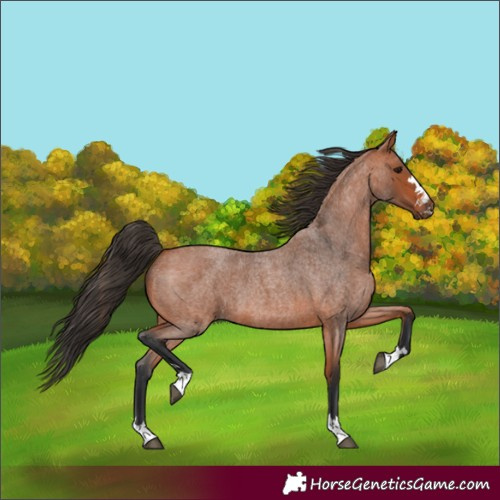 Horse Color:Bay Roan 