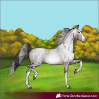 Horse Color:Gray White Spotted Bay Roan Splash 