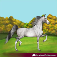 Horse Color:Gray White Spotted Bay Roan Splash 