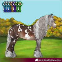 Horse Color:White Spotted Silver Brown