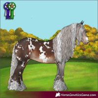 Horse Color:White Spotted Silver Brown