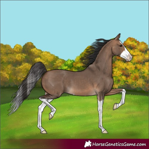 Horse Color:Bay Dun Splash 