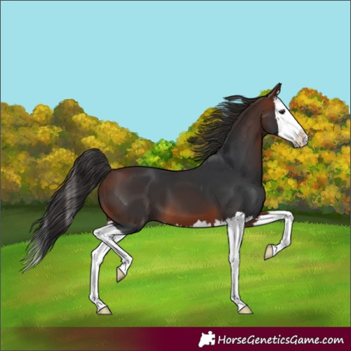 Horse Color:Bay Splash 