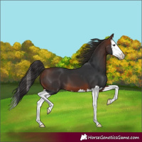 Horse Color:Bay Splash 