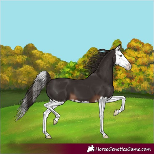 Horse Color:Liver Chestnut Splash 