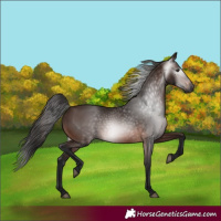 Horse Color:Gray Bay 