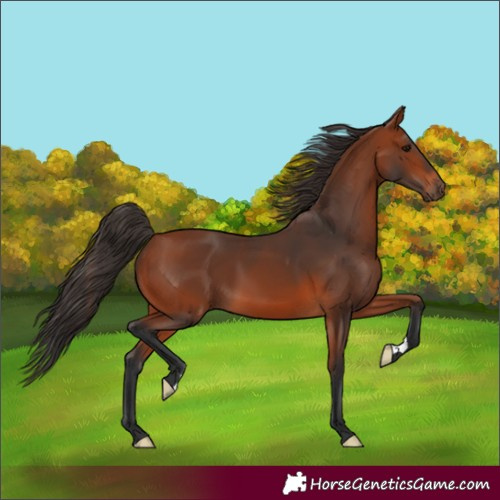 Horse Color:Bay 
