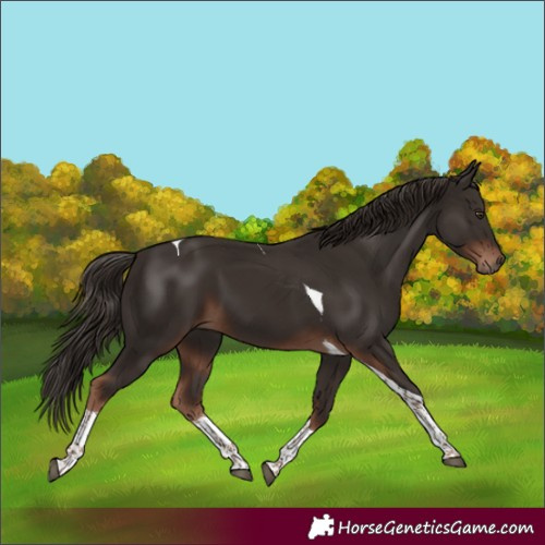 Horse Color:Liver Chestnut Tobiano 