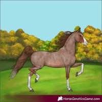 Horse Color:Red Roan Splash 