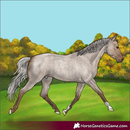 Horse Color:Silver Grullo Roan 