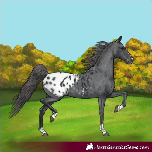 Horse Color:Black Appaloosa