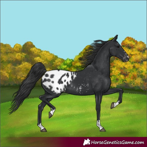 Horse Color:Black Appaloosa 