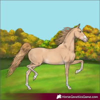 Horse Color:Gold Champagne Rabicano 