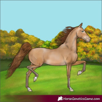 Horse Color:Gray Buckskin Pearl