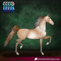 Horse Color:Gray Buckskin Pearl 