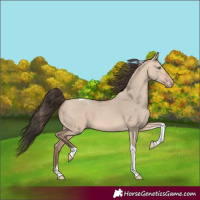 Horse Color:Amber Champagne Dun Tobiano 