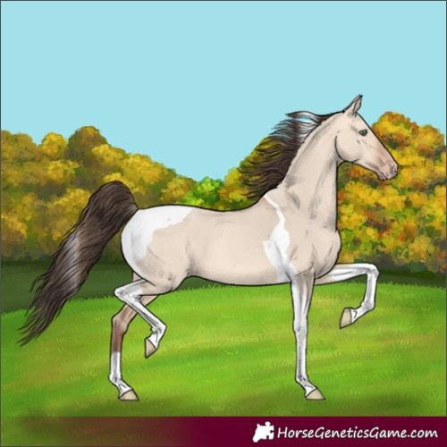Horse Color:Amber Champagne Dun Tobiano 