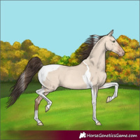 Horse Color:Amber Champagne Dun Tobiano