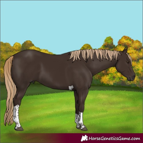 Horse Color:Liver Chestnut Tobiano