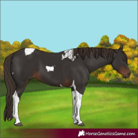 Horse Color:Liver Chestnut Tobiano
