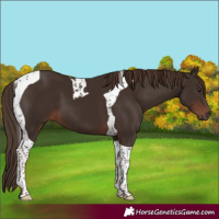 Horse Color:Liver Chestnut Tobiano