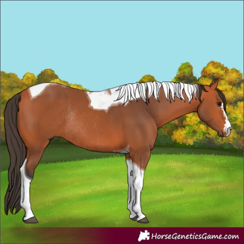 Horse Color:Bay Tobiano Rabicano 