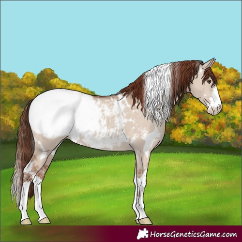 Horse Color:White Spotted Classic Champagne Dun Sabino Appaloosa 