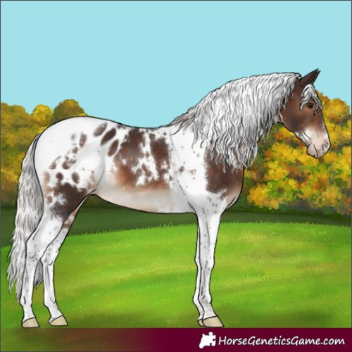 Horse Color:White Spotted Silver Brown Tobiano Appaloosa 