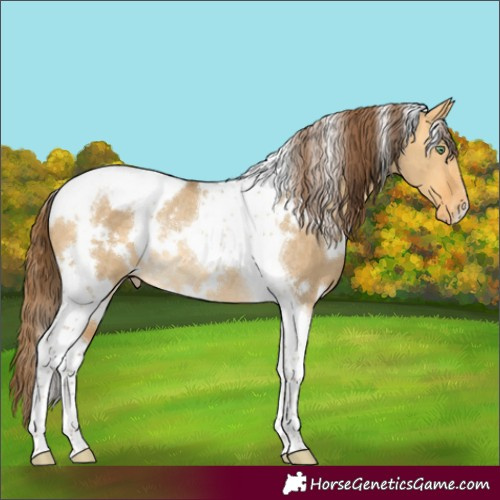 Horse Color:White Spotted Amber Cream Champagne Dun Tobiano Appaloosa Rabicano 