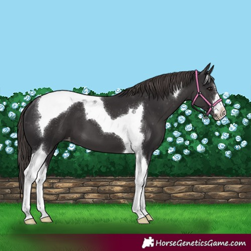 Horse Color:Smoky Black Tobiano Appaloosa 