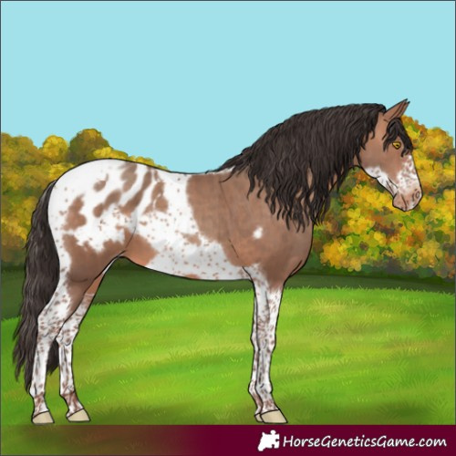 Horse Color:Sable Champagne Sabino Tobiano Frame Appaloosa 