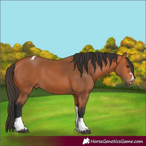 Horse Color:Bay Tobiano 