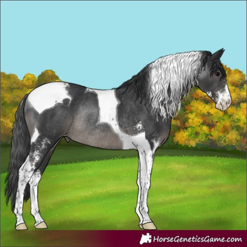 Horse Color:Black Sabino Tobiano Appaloosa Rabicano 