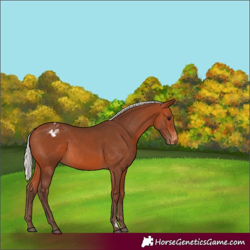 Horse Color:Silver Bay Appaloosa 