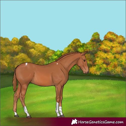 Horse Color:Chestnut Tobiano 
