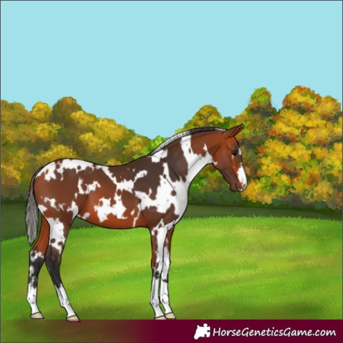 Horse Color:White Spotted Bay 