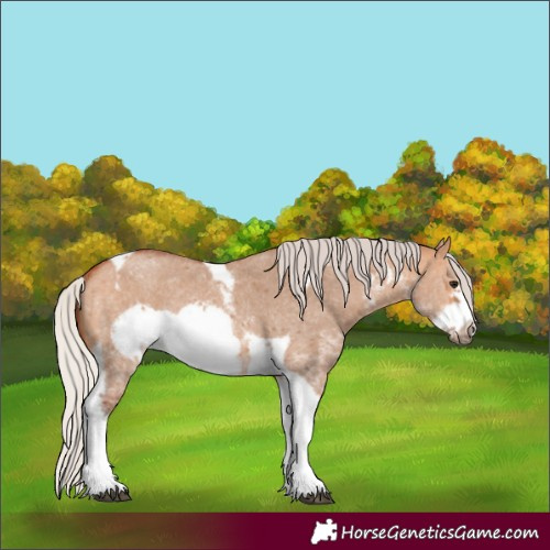 Horse Color:Silver Bay Dun Sabino Tobiano Frame Rabicano 
