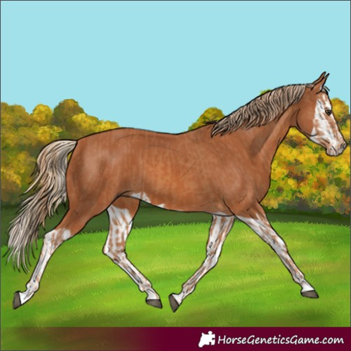 Horse Color:Chestnut  and Chestnut Splash 