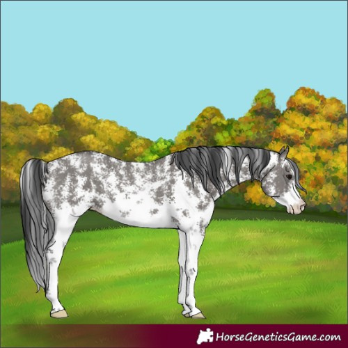 Horse Color:Grullo Sabino Rabicano