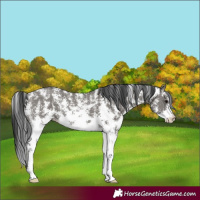 Horse Color:Grullo Sabino Rabicano 