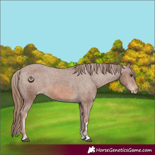 Horse Color:Chestnut Varnish 