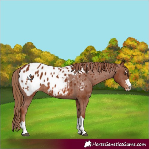 Horse Color:Chestnut Appaloosa