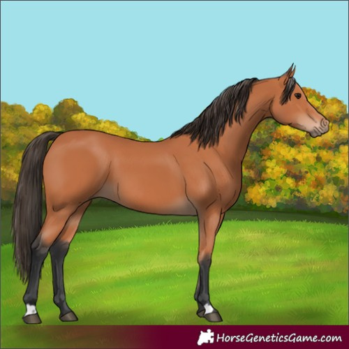Horse Color:Bay 