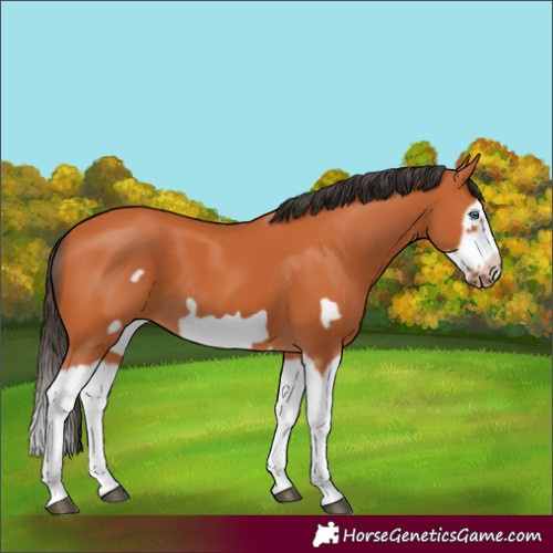 Horse Color:Bay Splash Frame 