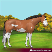 Horse Color:Bay Splash Frame