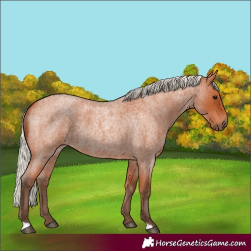 Horse Color:Silver Bay Roan 